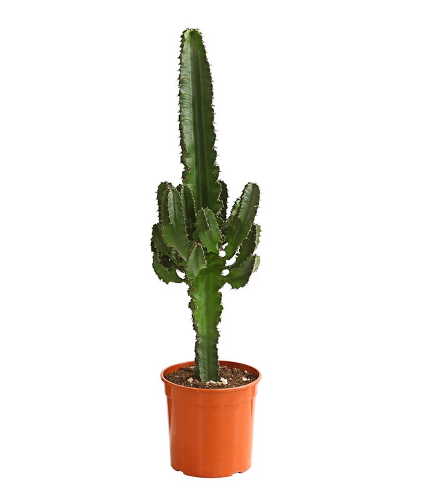 Abessinische Wolfsmilch - Euphorbia Abyssinica 3 Abessinische Wolfsmilch - Euphorbia Abyssinica