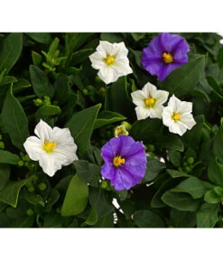 Enzianstrauch-Duo, Stämmchen -Gartenbedarf Geschäft 8649691 PR DE 001 SolanumRantonettiStammT17TwinDehnerExpressHerzig