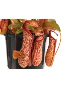 Kannenpflanze - Nepenthes 'Miranda' -Gartenbedarf Geschäft 8686578 WE DE 001 NepenthesMirandaT15