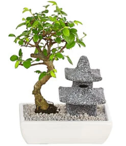 Bonsai Mit Buddha/Pagode, Verschiedene Sorten