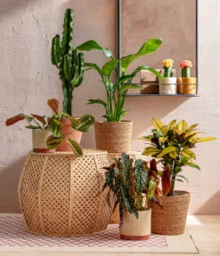 Abessinische Wolfsmilch - Euphorbia Abyssinica 9 Abessinische Wolfsmilch - Euphorbia Abyssinica -Gartenbedarf Geschäft 8698805 WE MO 001 AutumnSunrise