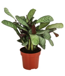 Korbmarante - Ctenanthe Burle-marxii