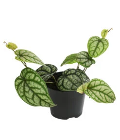 Schmuckpfeffer - Piper Sylvaticum