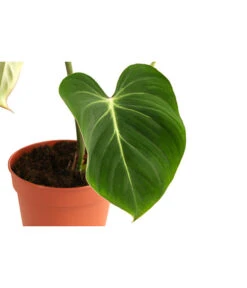 Baumfreund - Philodendron Gloriosum -Gartenbedarf Geschäft 8742389 WE DE 001 PhilodendronGloriosumT15