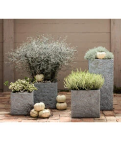 Zickzackstrauch -Gartenbedarf Geschäft 8811184 7084932 8805913 WE MO 001 Zickzackstrauch Gitterkraut Knospenheide