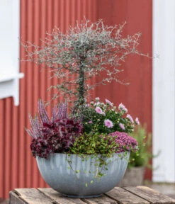 Zickzackstrauch -Gartenbedarf Geschäft 8811184 WE MO 001 Herbstarrangement