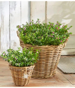 Köcherblümchen, Busch, Verschiedene Farben -Gartenbedarf Geschäft 8811366 8594673 8594244 PR MO 003 CupheaHyssopifT11BL18UveSauer