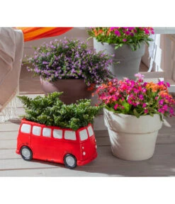 Köcherblümchen, Busch, Verschiedene Farben -Gartenbedarf Geschäft 8811366 WE MO 002 CupheaHyssopifoliaKoecherbluemchen