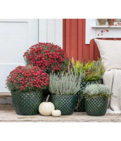 Dehner Keramik-Topf Elite -Gartenbedarf Geschäft 8815763 WE MO 001 KnospenheideCallunaFluffyT11