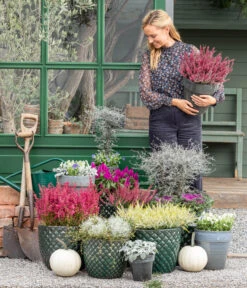 Zickzackstrauch -Gartenbedarf Geschäft 8815763 WE MO 001 MuecaGitterkrautMuehlenbeckia