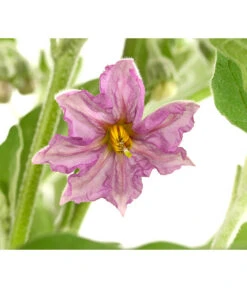 Pick-&-Joy® Aubergine Mit Früchten -Gartenbedarf Geschäft 8838047 WE DE 001 PickandJoyAubergineT14