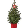 Weihnachtsbaum - Zwerg-Fichte 'Little Santa®' -Gartenbedarf Geschäft 8997280 PR FS 005 PiceaLittleSanta5L