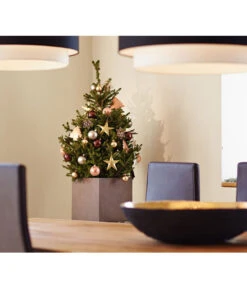 Weihnachtsbaum - Zwerg-Fichte 'Little Santa®' -Gartenbedarf Geschäft 8997280 PR MO 002 PiceaLittleSanta5L