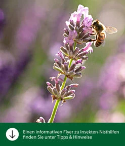 Dehner Natura Insektenhotel CLiCK, Ca. B20/H30/T11 Cm -Gartenbedarf Geschäft WE IG FlyergrafikDehnerNaturaInsektenhotelsNisthilfen